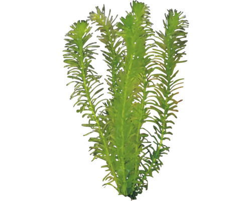 Mor vodný pre akváriá