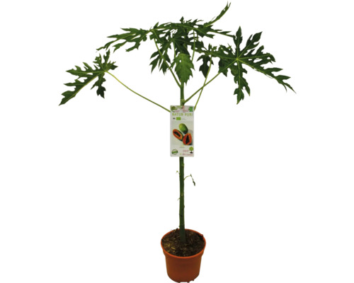 Papájovník v kvetináči