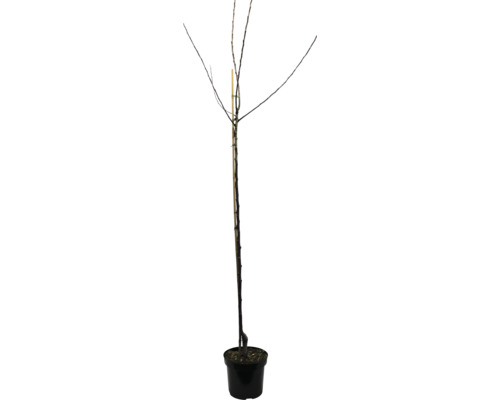 Jabloň jesenná BIO FloraSelf Bio Malus domestica 'Tulpenapfel' výška kmeňa cca 120 cm celková výška cca 150-180 cm