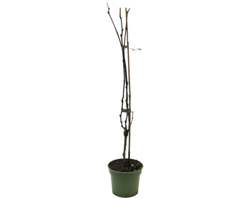 Mladý vinič v kvetináči s podporným kolíkom