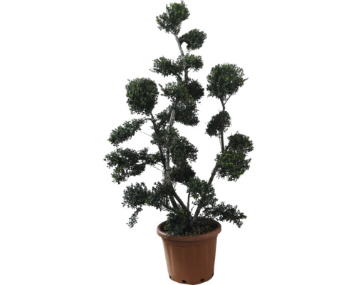 Cezmína vrúbkovaná bonsai FloraSelf Ilex crenata 'Green Hedge' 120-140 cm kvetináč 25 l