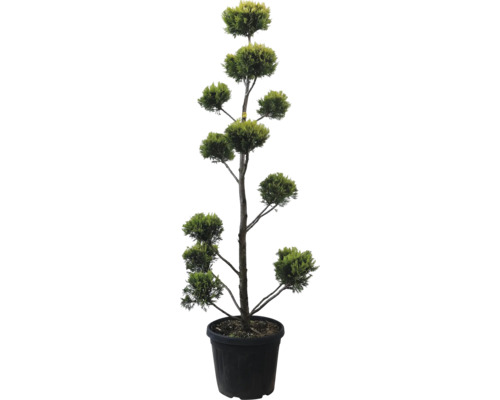 Cyprusovec leylandský PomPon žltý FloraSelf Cupressocyparis leylandii 'Gold Rider' výška 140-160 cm kvetináč 30 l