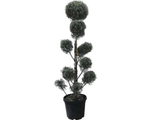 Cyprus arizonský PomPon FloraSelf Cupressus arizonica 'Fastigiata' výška 140-160 cm kvetináč 30 l