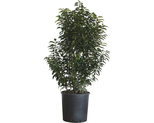 Vavrínovec portugalský FloraSelf Prunus lusitanica 'Angustifolia' 100-125 cm kvetináč 25 l