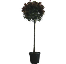 Photinia Red Robin strom v kvetináči