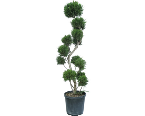 Cyprusovec leylandský FloraSelf Cupressocyparis leylandii výška 150-170 cm kvetináč 30 l