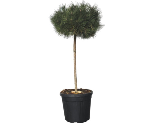 Borovica lesná FloraSelf Pinus sylvestris polokmeň celková výška cca 150 cm kvetináč 25 l