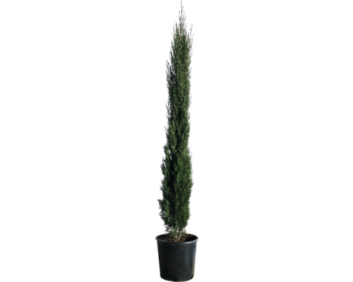 Cyprus vždyzelený FloraSelf Cupressus sempervirens 'Totem' 100-125 cm kvetináč 10 l