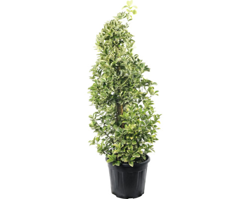 Bršlen japonský FloraSelf Euonymus japonicus 'Elegantissima Aurea' 80-100 cm kvetináč 18 l