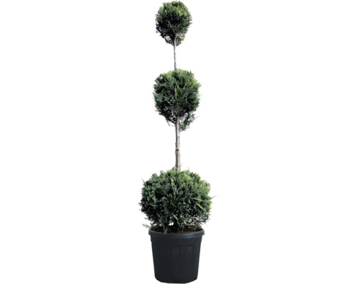 Cyprusovec leylandský 3 gule FloraSelf Cupressocyparis leylandii 120-140 cm kvetináč 18 l jubilejná edícia 35 rokov FloraSelf