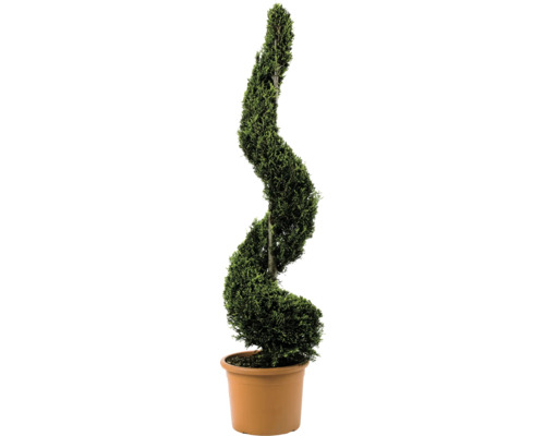 Cyprusovec leylandský žltý špirála FloraSelf Cupressocyparis leylandii 'Castlewellan Gold' výška 120-140 cm kvetináč 18 l - jubilejná edícia 35 rokov FloraSelf Tuja v špirále v kvetináči