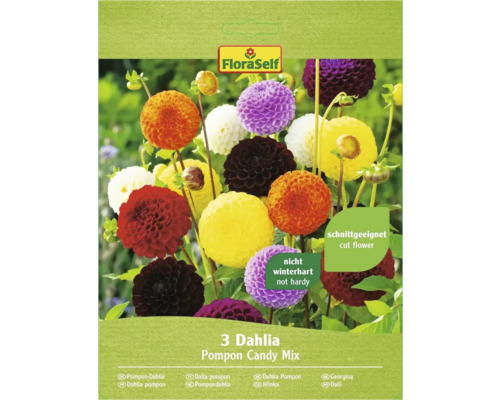 Dahlia Pompon Candy FloraSelf zmes farieb 3 ks
