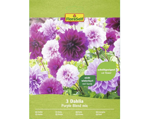 Dahlia Purple Blend FloraSelf zmes farieb 3 ks