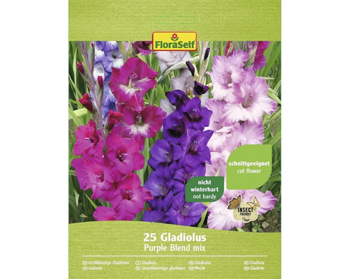 Gladioly Purple Blend FloraSelf zmes farieb 25 ks