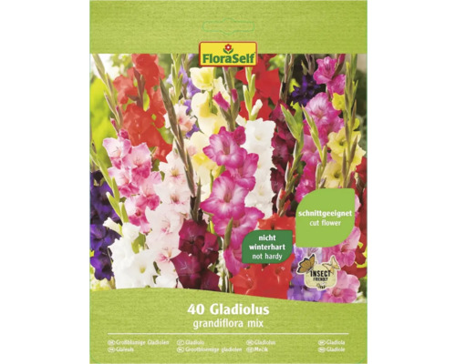 Gladioly grandiflora FloraSelf zmes farieb 40 ks