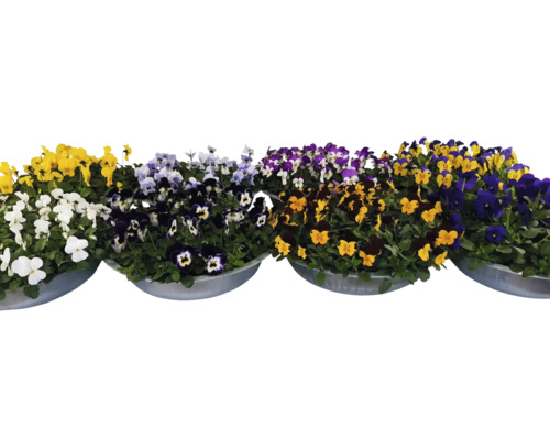 Fialka ostrohatá mix FloraSelf Viola cornuta Ø 29 cm zinkový kvetináč 1 ks, rôzne druhy Jubilejná edícia 35 rokov FloraSelf