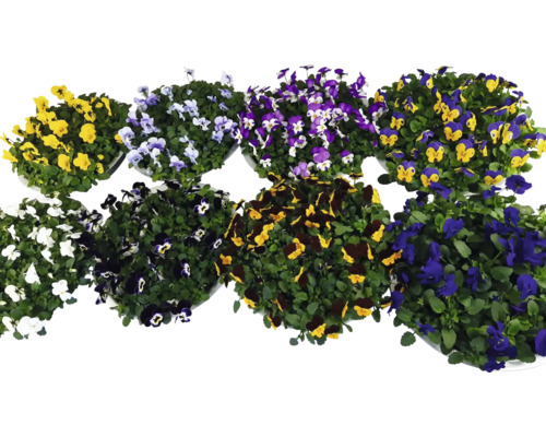 Rôzne rastliny sirôtok v kvetináčoch