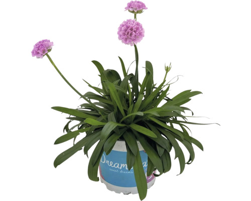 Trávnička v kvetináči s ružovými kvetmi a zelenými listami.