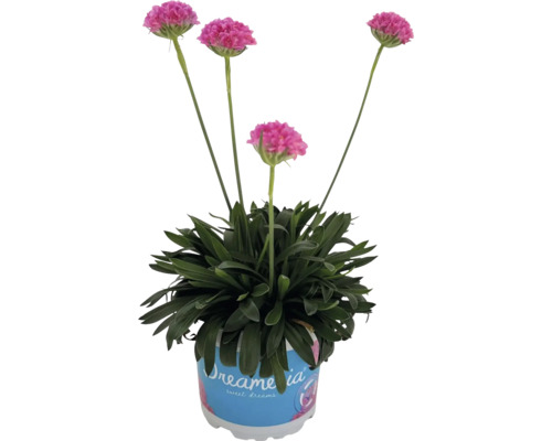 Palička v kvetináči