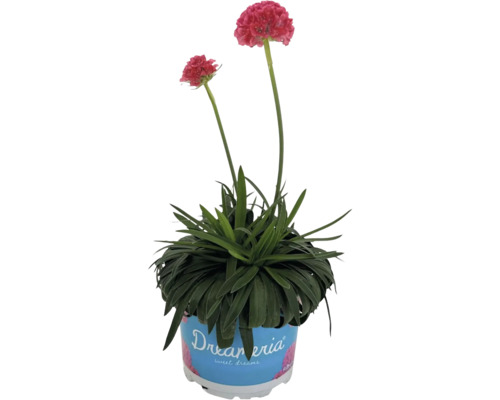 Trávnička prímorská v kvetináči