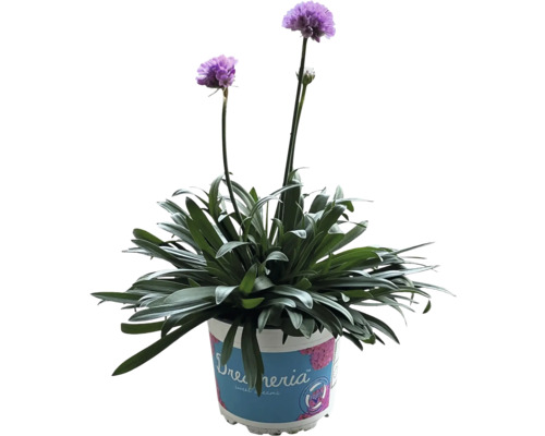 Pobrežnica v kvetináči