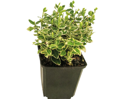 Bršlen Fortunov biely FloraSelf Euonymus fortunei 'Emerald n Gaiety' 10/15 výhonkov kvetináč Ø 9 cm Bršlen Fortunov biely FloraSelf Euonymus fortunei 'Emerald n Gaiety' 10/15 výhonkov kvetináč Ø 9 cm