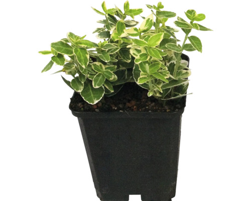 Bradavec v kvetináči