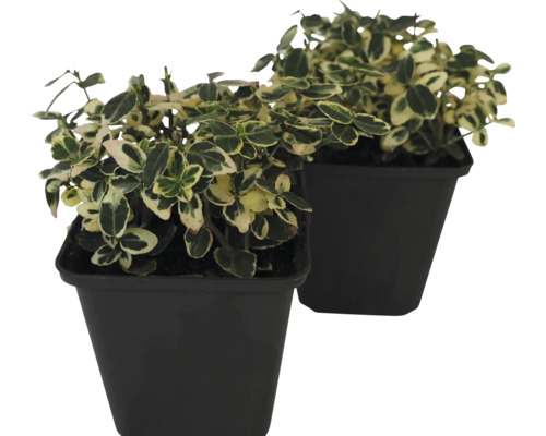 Dva bršleny v kvetináči