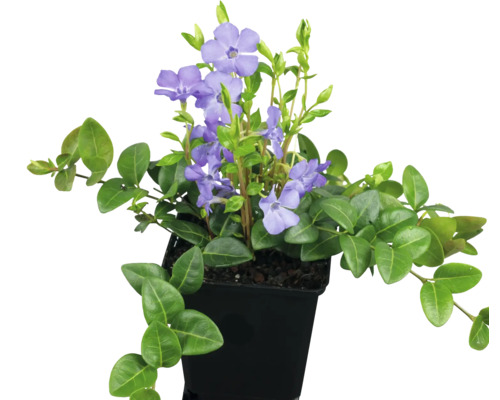 Zimozeleň s fialovými kvetmi v kvetináči