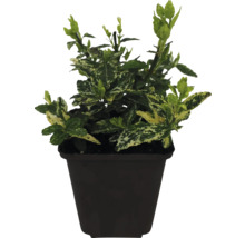 Bršlen Fortuneov bielo panašovaný FloraSelf Euonymus fortunei 'Harlequin' kvetináč Ø 9 cm