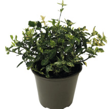 Bršlen Fortunov bielo panašovaný FloraSelf Euonymus fortunei 'Harlequin' kvetináč Ø 13 cm