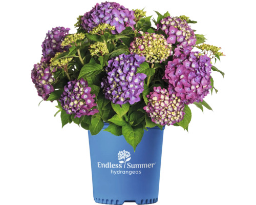 Hortenzia veľkolistá Endless Summer® Hydrangea macrophylla 'Summer Love' 20-35 cm kvetináč 5 l fialová