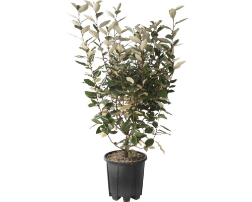 Hlošina Ebbingeova FloraSelf Elaeagnus ebbingei 'Compacta' výška 50-60 cm kvetináč 5 l