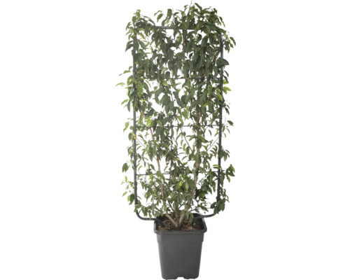 Vavrínovec portugalský na špalieri FloraSelf Prunus lusitanica V 110 cm Š 50 cm kvetináč 18 l