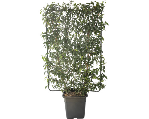 Vavrínovec portugalský na špalieri FloraSelf Prunus lusitanica výška 120 cm x šírka 80 cm kvetináč 30 l Vavrínovec portugalský na špalieri FloraSelf Prunus lusitanica výška 120 cm x šírka 80 cm kvetináč 30 l
