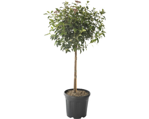 Kalina modroplodá polokmeň FloraSelf Viburnum tinus výška kmeňa 45 cm kvetináč 15 l