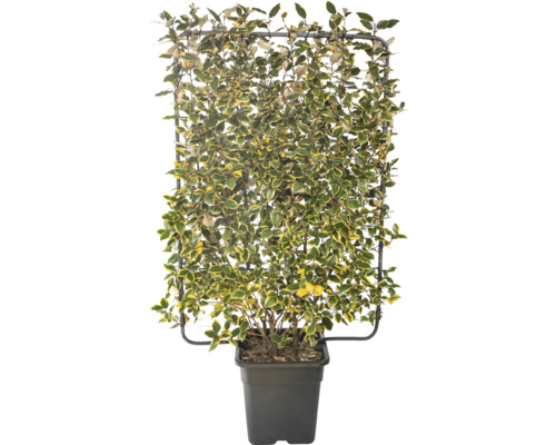 Hlošina panašovaná na špalieri FloraSelf Elaeagnus pungens 'Vivileg' výška 120 cm šírka 80 cm kvetináč 30 l