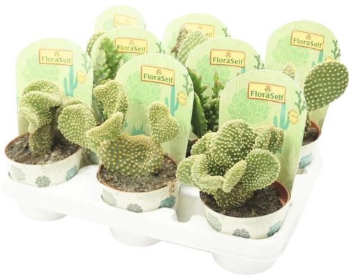 Zásobník s niekoľkými kaktusmi Opuntia Microdasys v kvetináčoch so štítkami FloraSelf