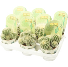 Kaktus FloraSelf Echinocactus 10,5-11,5 cm kvetináč Ø 10,5 cm rôzne druhy-thumb-1