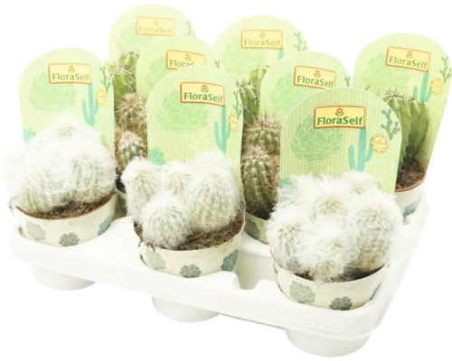 Podnos s rôznymi kaktusmi značky FloraSelf