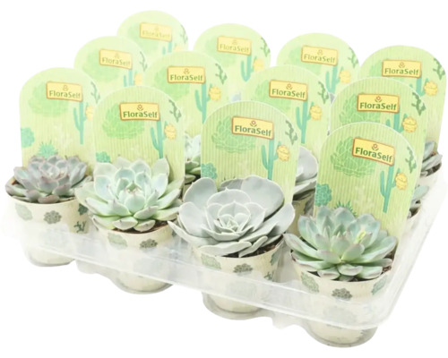 Echevéria mix FloraSelf Echeveria kvetináč Ø 8,5 cm, 1 ks, rôzne druhy