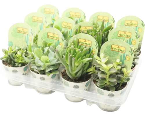 Tučnolist FloraSelf Crassula-kultivary 15-20 kvetináč Ø 8,5 cm 1 ks, rôzne druhy Podnos s rôznymi sukulentmi značky FloraSelf