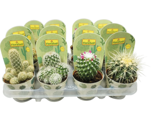 Kaktusy mix FloraSelf Cactus Ø kvetináča 8,5 cm 1 ks, rôzne druhy