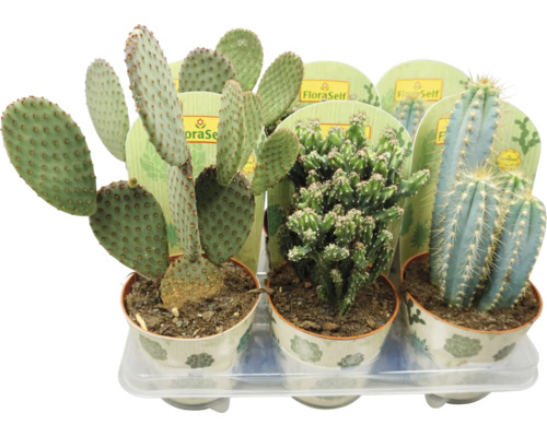 Kaktus mix A FloraSelf Cactus kvetináč Ø 13 cm 1 ks, rôzne druhy