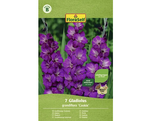 Gladioly Floraself Gladiolus grandiflora „Violetta“ 7 ks