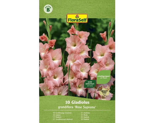 Gladioly FloraSelf Gladiolus grandiflora 'Rose Supreme' 10 ks