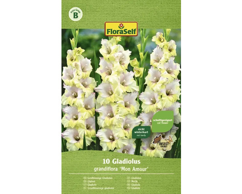 Gladioly FloraSelf Gladiolus grandiflora „Mon Amour“ 10 ks