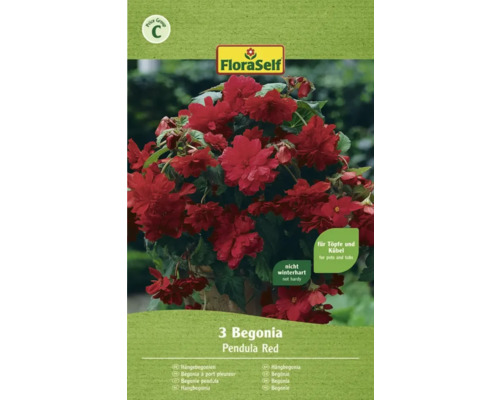 Begónia Pendula Floraself červená 3 ks
