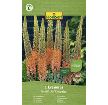 Balenie liliochvostca odrody ''Kleopatra'' od FloraSelf