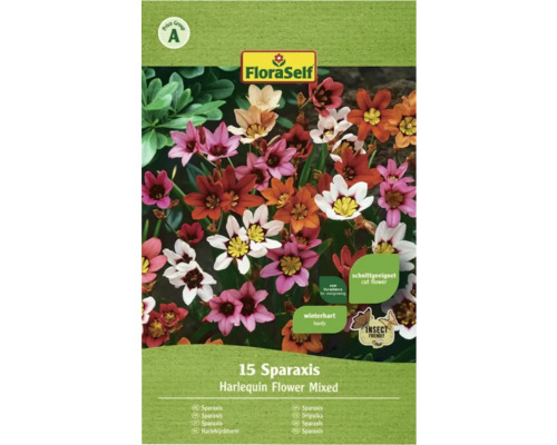 Cigánsky kvet FloraSelf Sparaxis Harlequin tricolor 15 ks